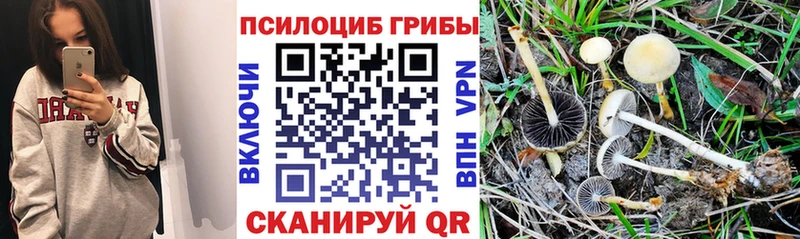 Купить закладки  Ардон  Псилоцибиновые грибы прущие грибы 